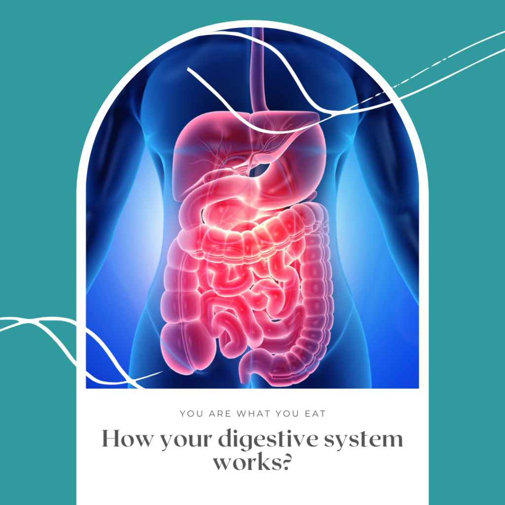 how our digestive system works?