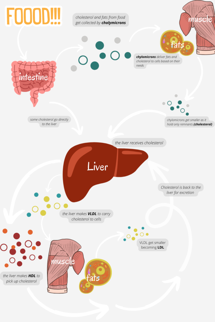 cholesterol cycle