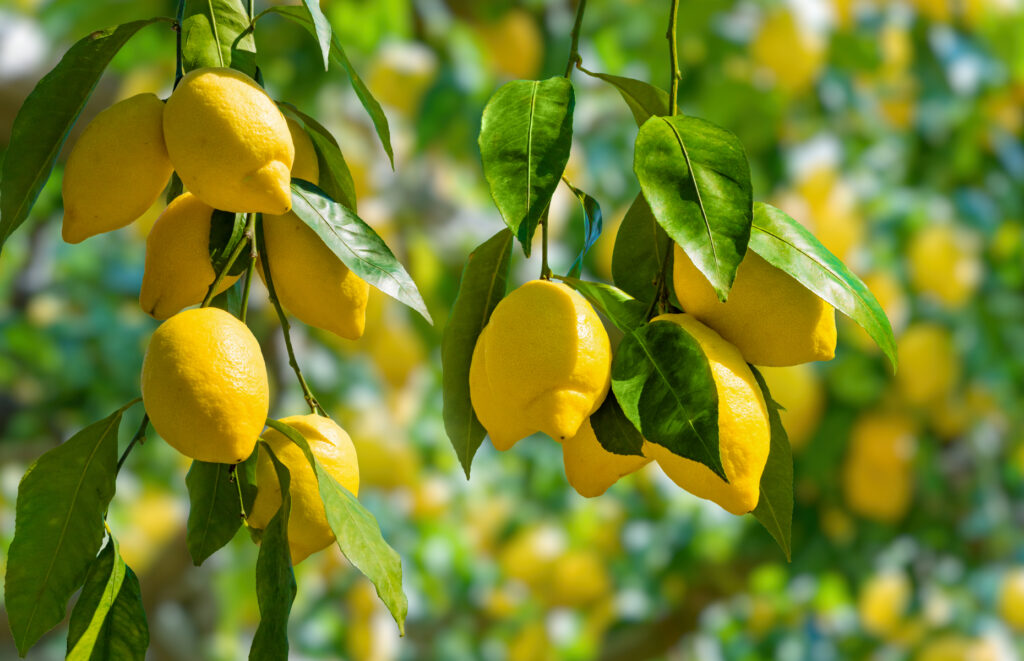 lemons - hormone balancing superfoods